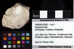 Foto (Objket + Etiketten) von Decapoda indet. 